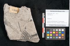 Foto (Objekt + Etikett) von Calamites sp.  (NHMW-GEO-2024-0188-11181)